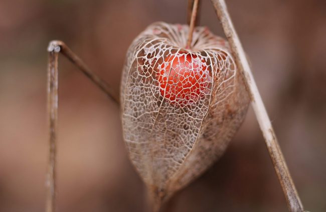 Return of the product